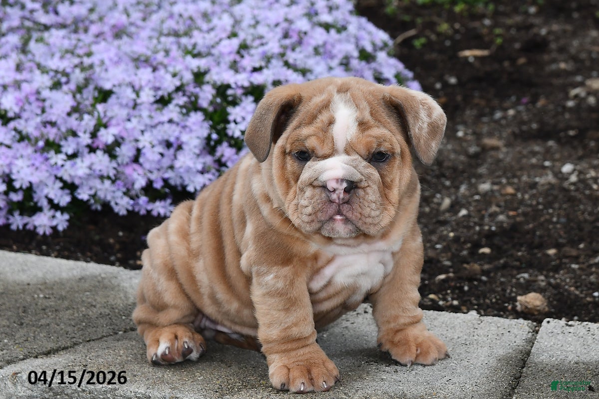 English Bulldog dogs Diesel - Ad 1