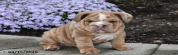 English Bulldog dogs for sale: Diesel - Ad 1