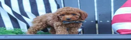 Miniature Poodle dogs for sale: Greyson - Ad 8