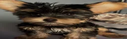 Yorkshire Terrier dogs for sale: Cujo - 8 weeks - Ad 1