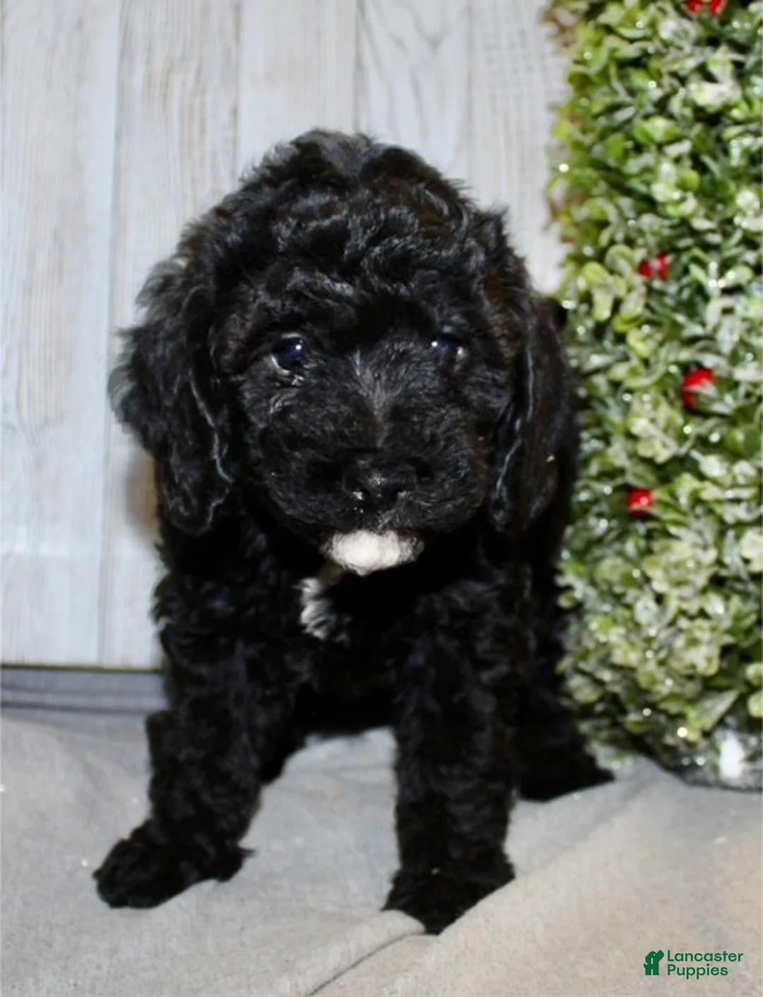 Miniature Labradoodle dogs for sale: Darla - Ad 2