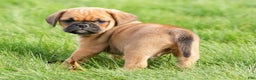 Puggle dogs for sale: Benson - Ad 2
