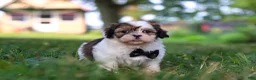 Shih Tzu dogs for sale: Tucker - Ad 3