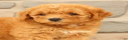 Mini Goldendoodle dogs for sale: Cora - Ad 9