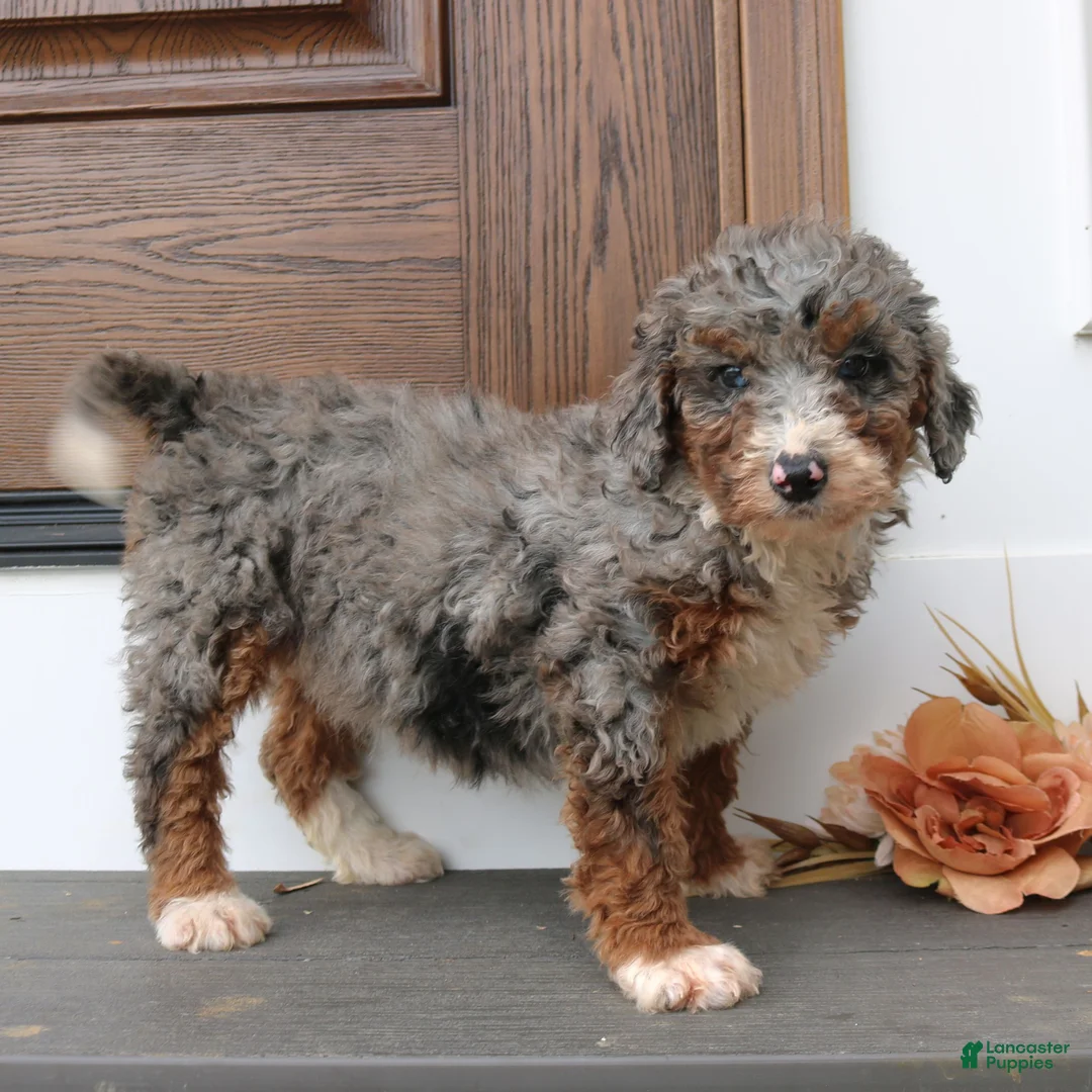 Mini Bernedoodle dogs for sale: Heather  - Ad 4