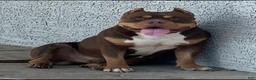 Mixed Breed dogs for sale: Chocolate 1 - Ad 8
