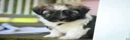 Havanese dogs for sale: Atlas Havanese  - Ad 13