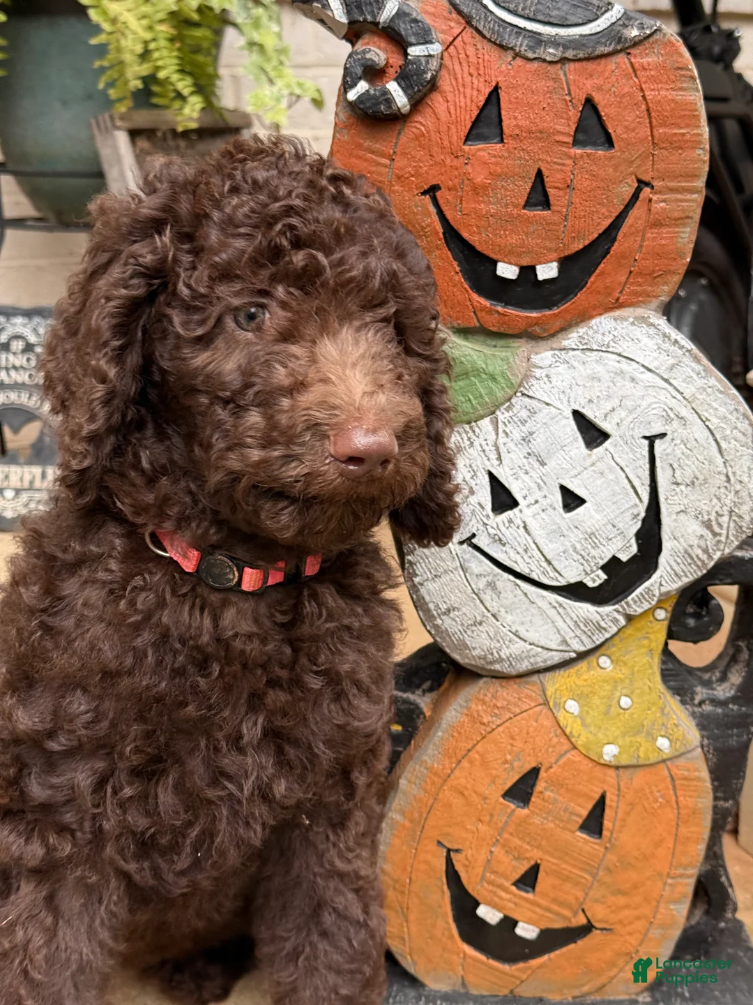 Goldendoodle dogs for sale: Passion - Ad 1