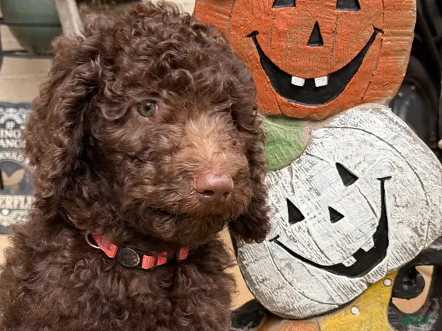 Goldendoodle dogs Passion - Ad 21
