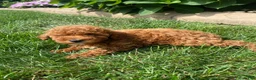 Miniature Poodle dogs for sale: Fran - Ad 8