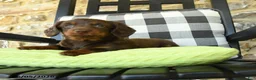 Dachshund dogs for sale: Troy - Ad 3