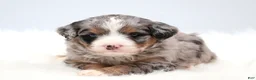 Mini Bernedoodle dogs for sale: Fern  - Ad 15