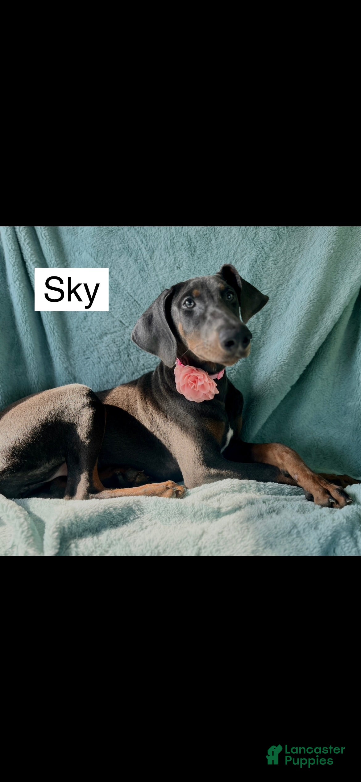 Doberman Pinscher dogs Sky - Ad 2