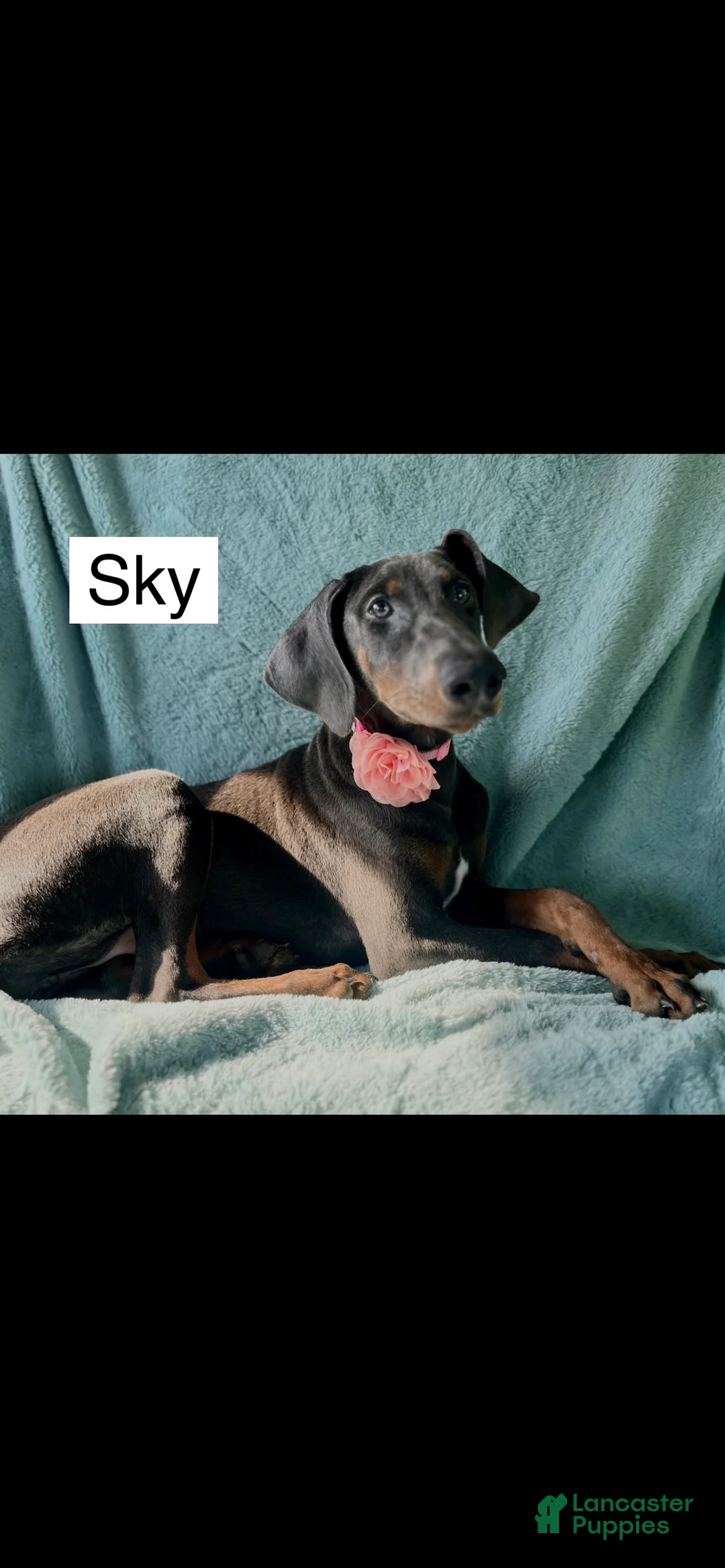 Doberman Pinscher dogs for sale: Sky - Ad 2