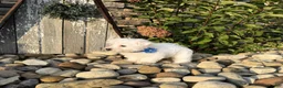 West Highland Terrier dogs for sale: Andrew - Ad 4