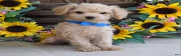Toy Poodle dogs for sale: Preston - Ad 11