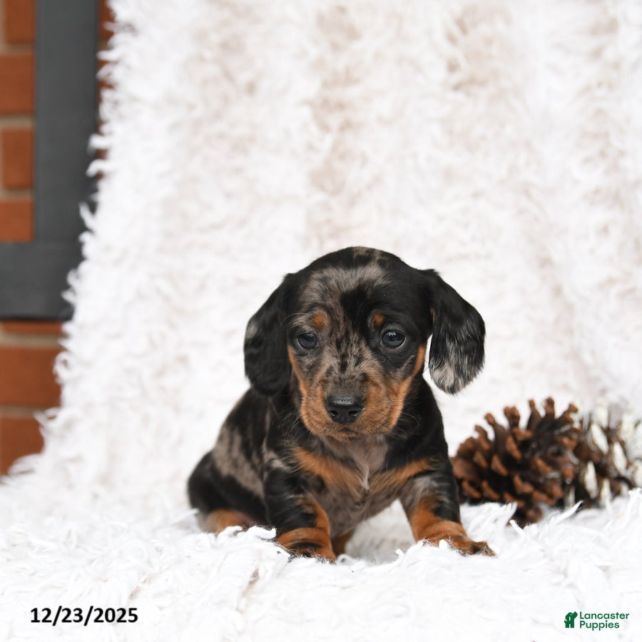 Miniature Dachshund dogs Dot  - Ad 40