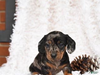 Miniature Dachshund dogs Dot - Ad 40