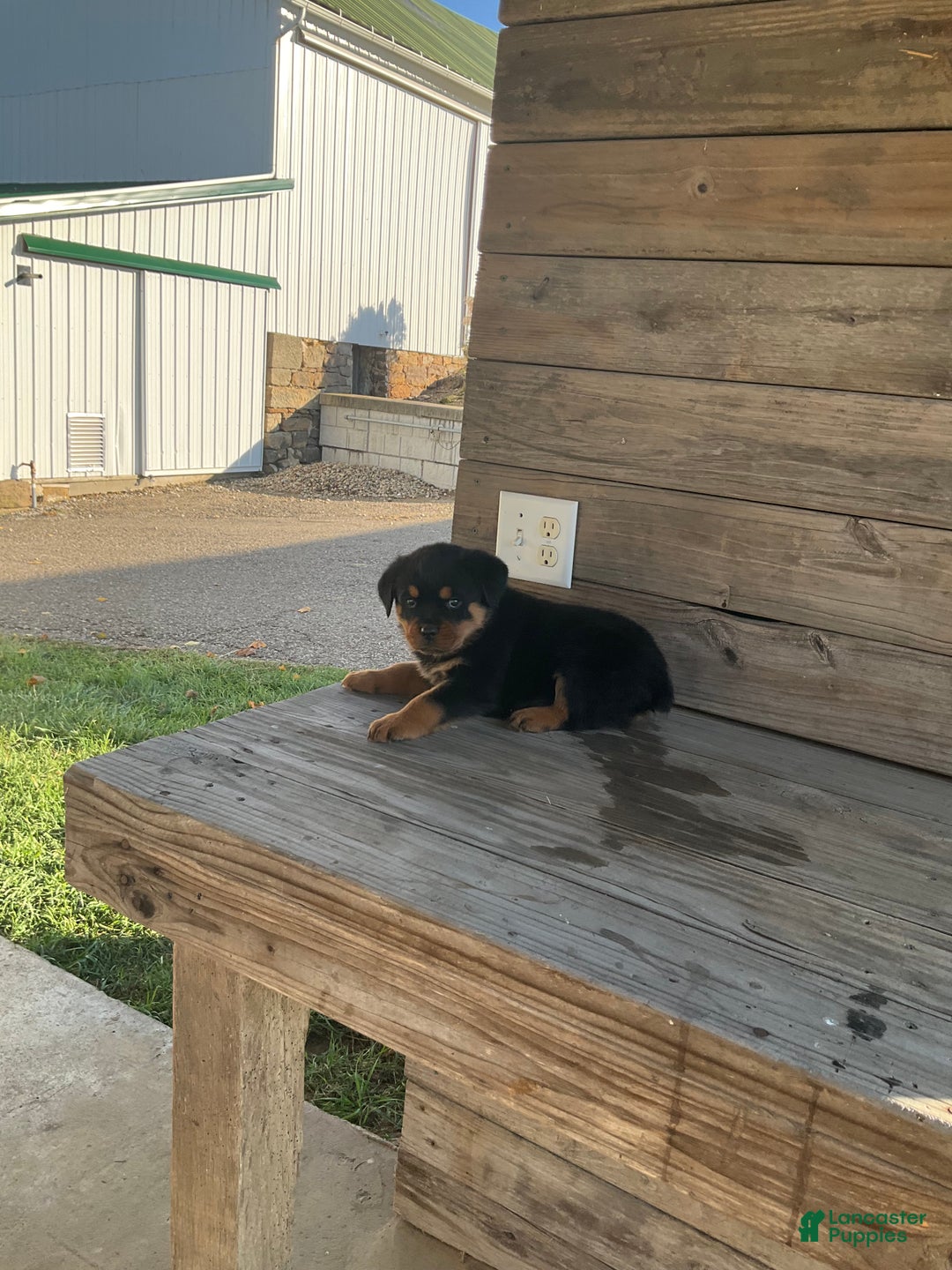 Rottweiler dogs for sale: Daisy  - Ad 4