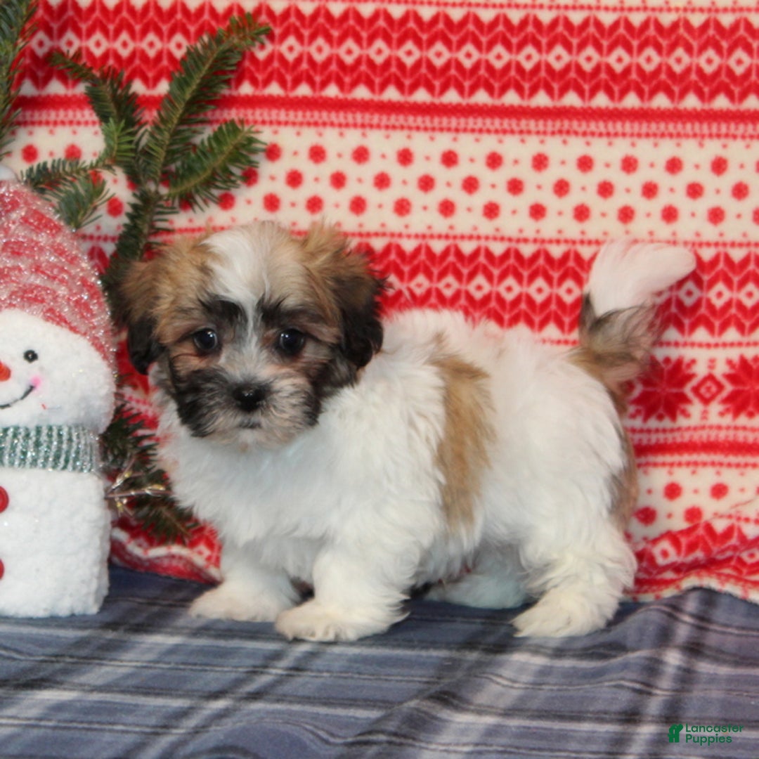 Teddy Bear dogs for sale: Forest - Ad 1