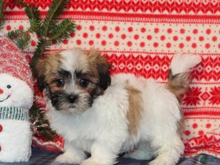 Teddy Bear dogs Forest - Ad 33