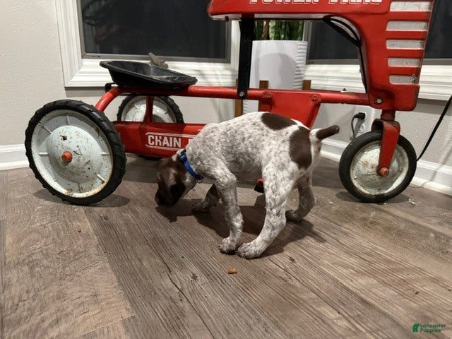German Shorthaired Pointer dogs Josiah - Ad 2