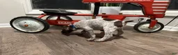 German Shorthaired Pointer dogs for sale: Josiah - Ad 2