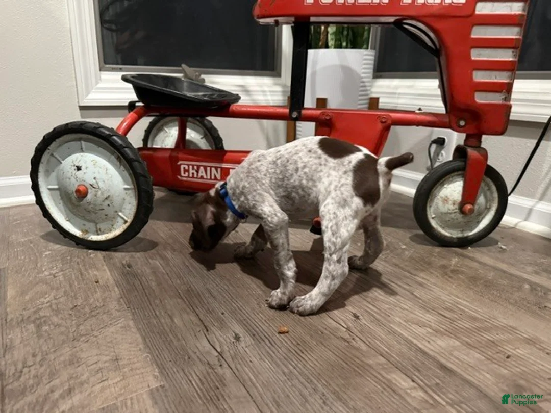 German Shorthaired Pointer dogs for sale: Josiah - Ad 2