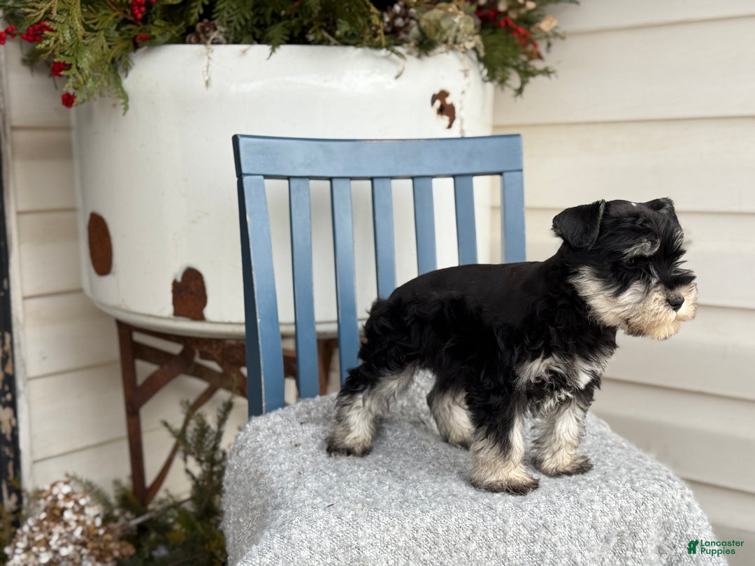 Miniature Schnauzer dogs for sale: Deacon - Ad 13