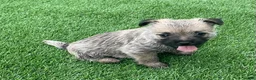 Cairn Terrier dogs for sale: Charlie - Ad 3