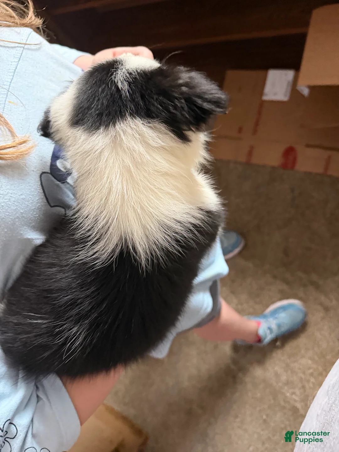 Border Collie dogs for sale: Border Collie 5 - Ad 2