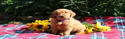 Mixed Breed dogs for sale: Mia - Irish Goldendoodle  - Ad 8