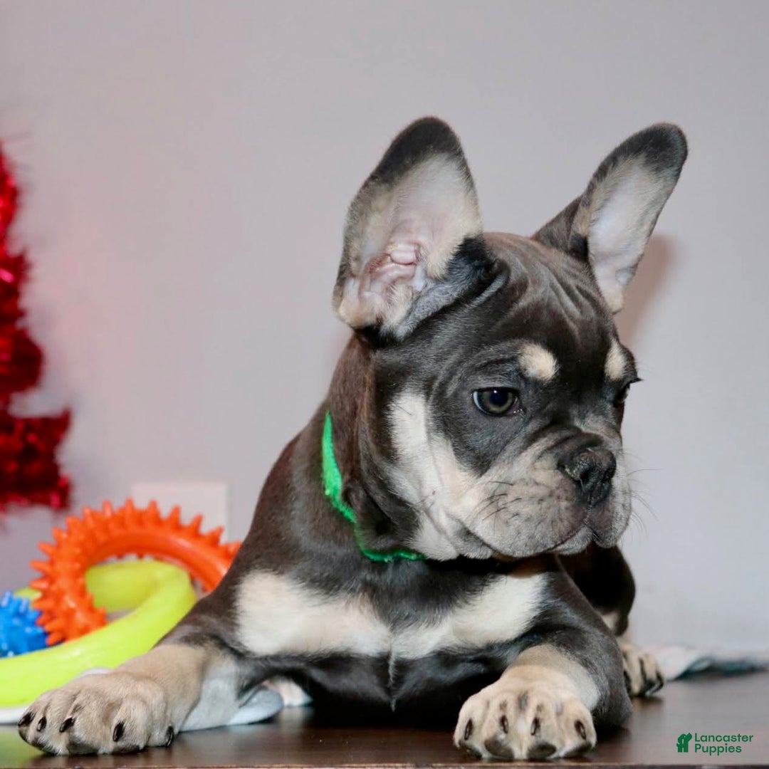 French Bulldog dogs for sale: Taz  - Ad 4