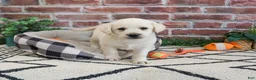 Labrador Retriever dogs for sale: Webber  - Ad 1