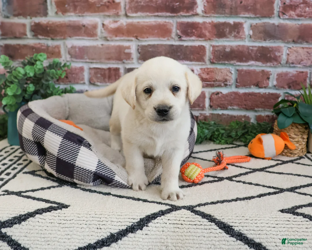 Labrador Retriever dogs for sale: Webber  - Ad 1