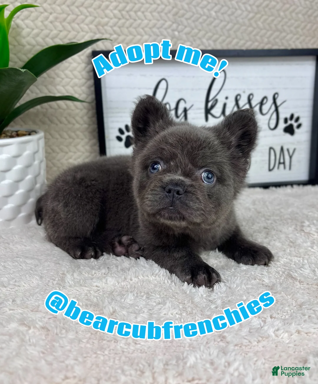 French Bulldog dogs for sale: Blue big rope male - Ad 5