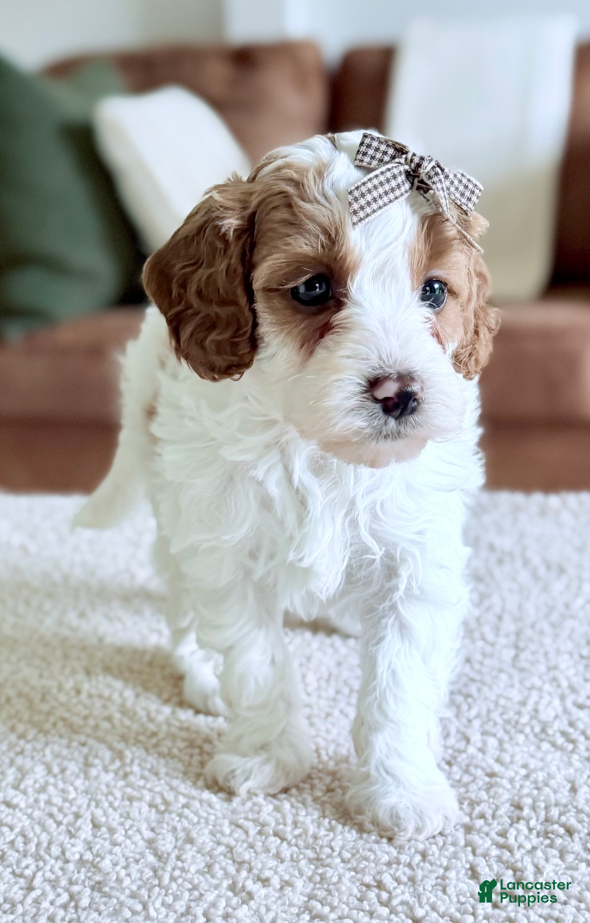 Mini Goldendoodle dogs Caramel-petite  - Ad 2