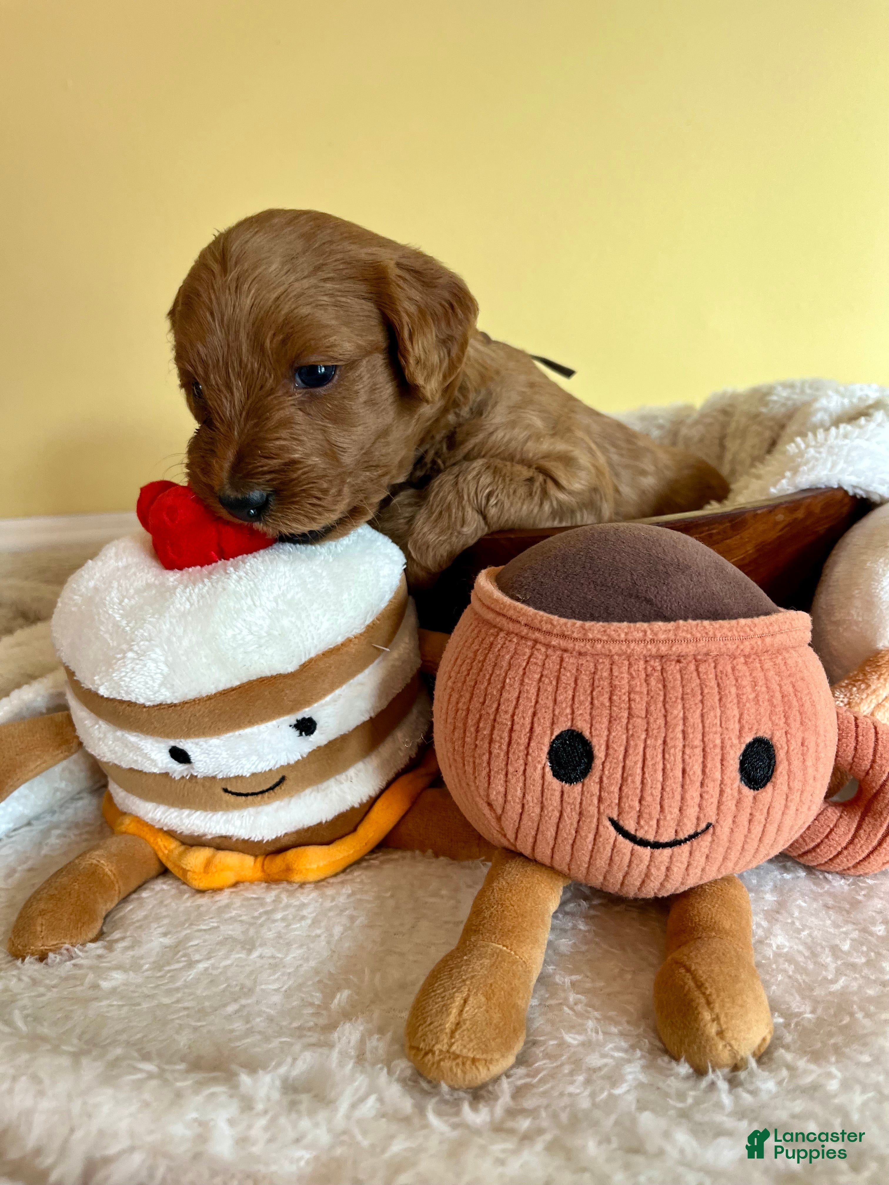 Mini Goldendoodle dogs Java - Ad 12