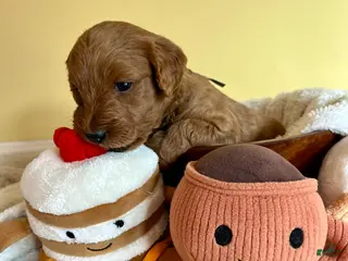 Mini Goldendoodle dogs Java - Ad 12