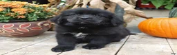 Newfoundland dogs for sale: Asher - Ad 5