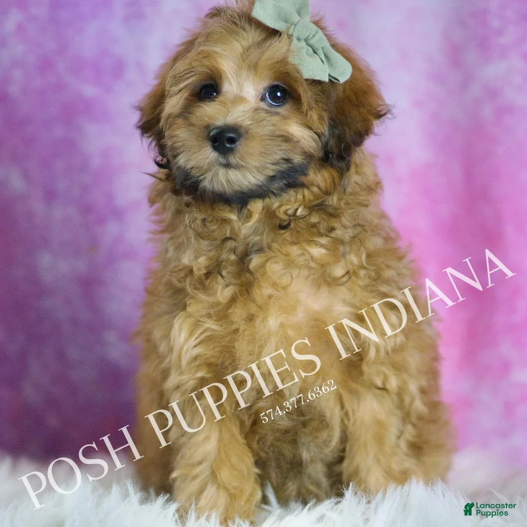 Maltipoo dogs for sale: Waffles - Ad 2