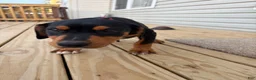 Mixed Breed dogs for sale: Snoopy - Ad 4