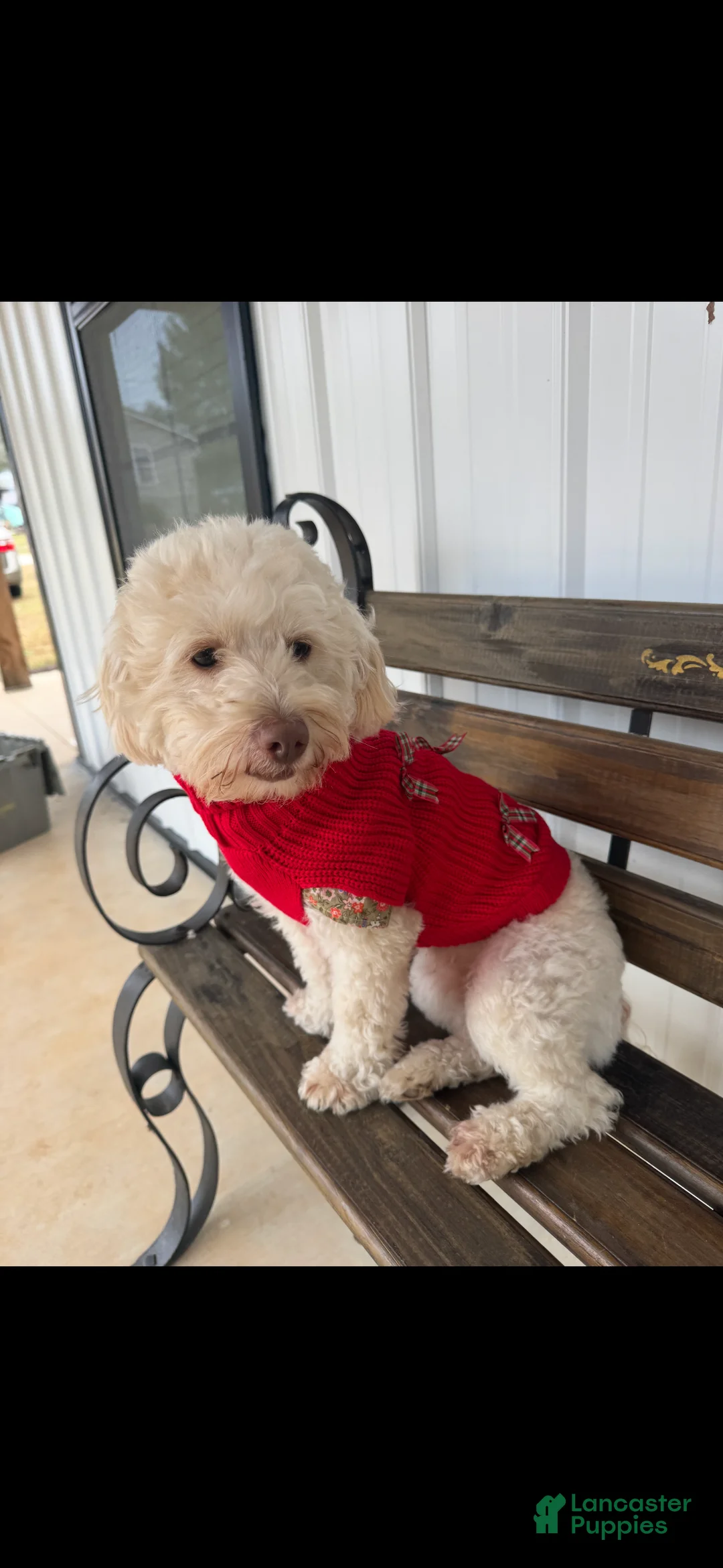 Mini Goldendoodle dogs for sale: Mini Goldendoodle Puppy 3 - Ad 2