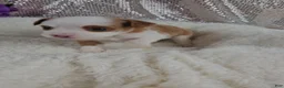 Mini Aussiedoodle dogs for sale: Soleil  - Ad 10