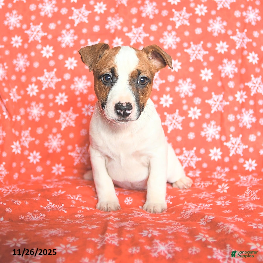 Jack Russell Terrier dogs Rudolph - Ad 25