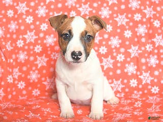 Jack Russell Terrier dogs Rudolph - Ad 22