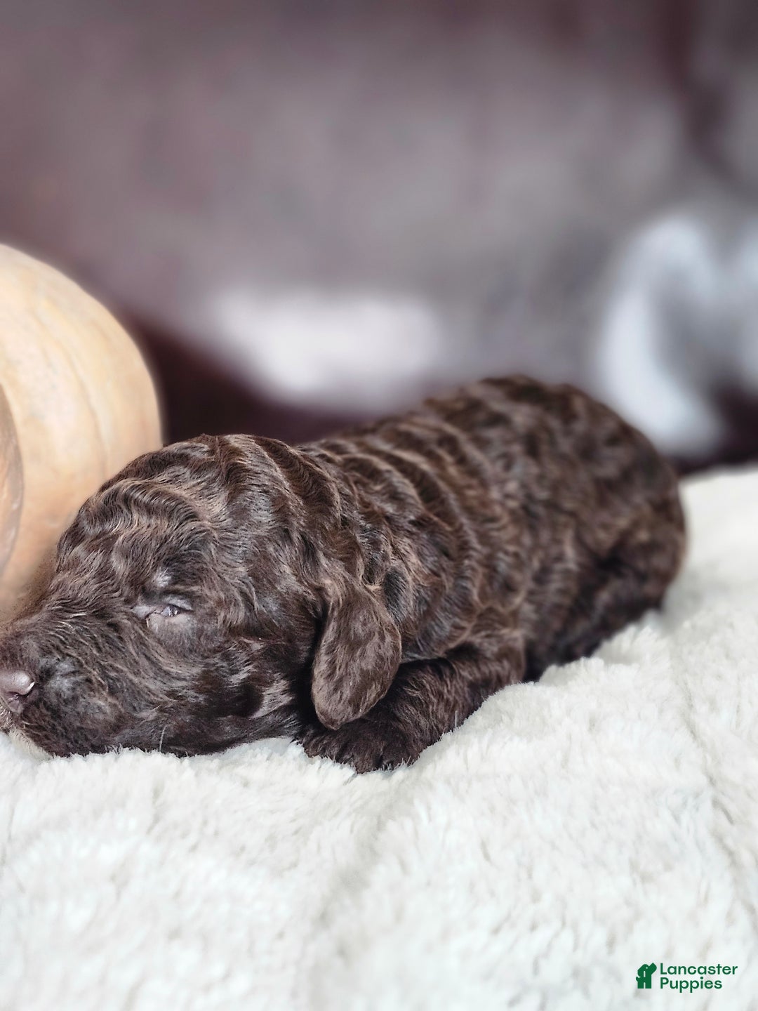 Labradoodle dogs for sale: Noel - Ad 6
