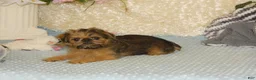 Brussels Griffon dogs for sale: Bonnie - AKC - Ad 8