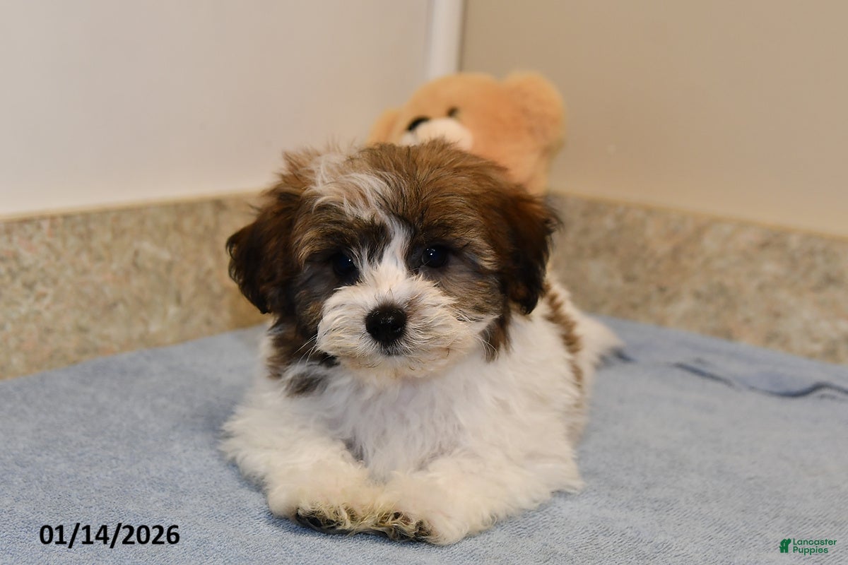 Havanese dogs Ajax - Ad 40