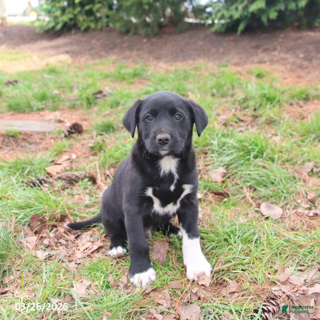 Mixed Breed dogs for sale: Markie - Ad 2